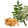 Boswellia serrata (Weihrauch)