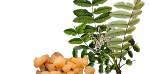 Boswellia serrata (Weihrauch)