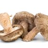 Shiitake